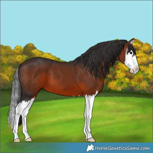 Horse Color:Brown Splash