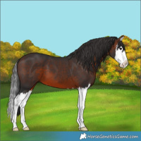Horse Color:Brown Splash 