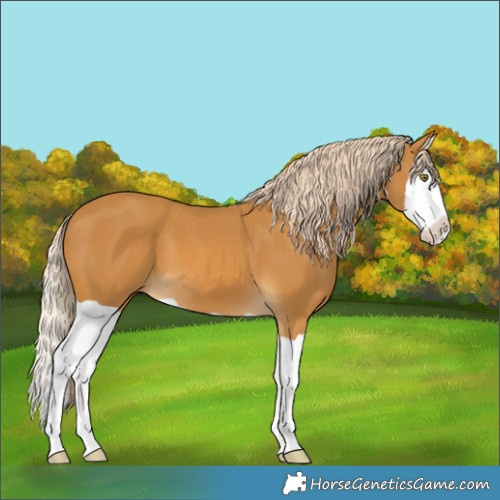 Horse Color:Palomino Splash 