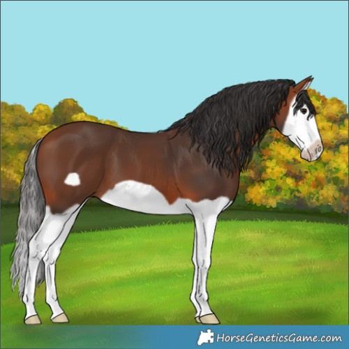 Horse Color:Bay Splash Frame