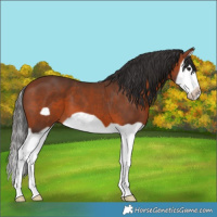 Horse Color:Bay Splash Frame