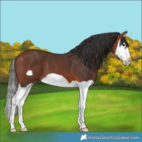 Horse Color:Bay Splash Frame