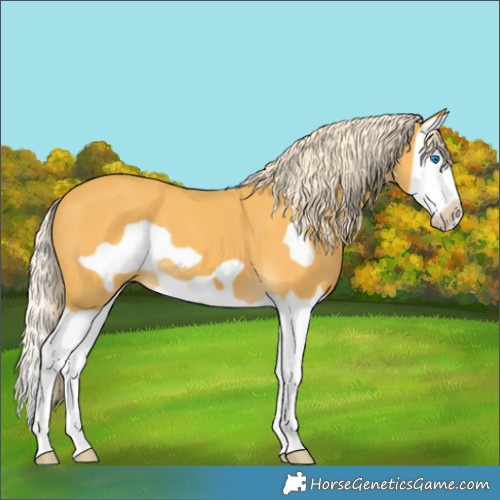 Horse Color:Palomino Splash Frame 