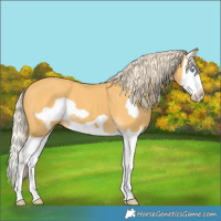 Horse Color:Palomino Splash Frame 