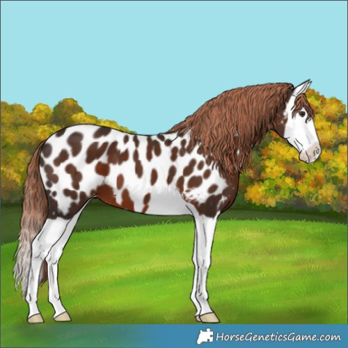 Horse Color:Liver Chestnut Splash Appaloosa