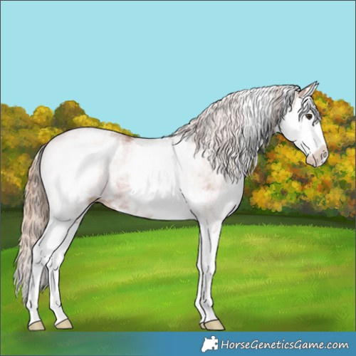 Horse Color:White Spotted Chestnut Splash