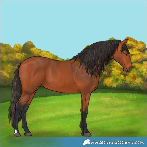 Horse Color:Bay 
