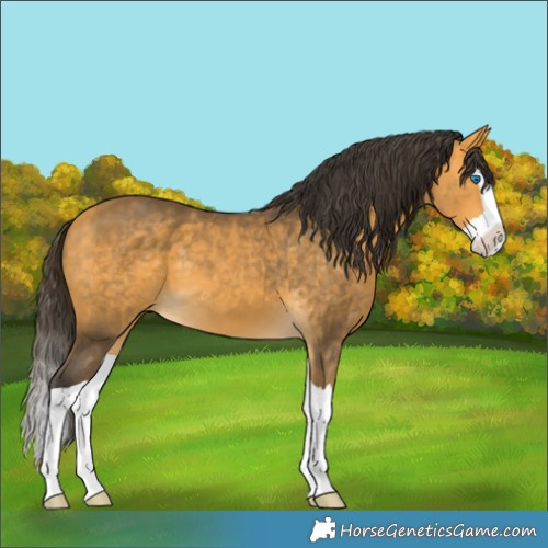Horse Color:Buckskin Splash 