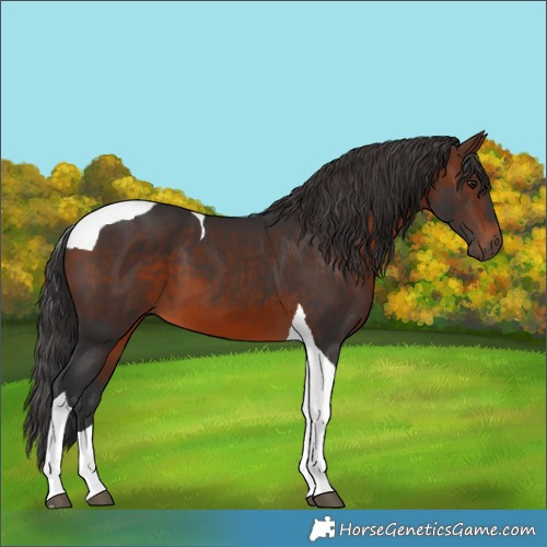 Horse Color:Brown Tobiano 