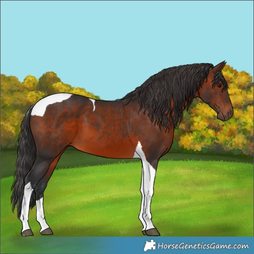 Horse Color:Brown Tobiano 