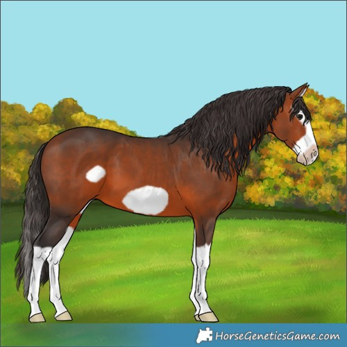 Horse Color:Bay Splash Frame 