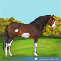 Horse Color:Bay Splash Frame 