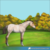 Horse Color:Powder White Bay Roan Dun 