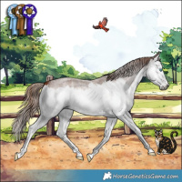 Horse Color:Gray Red Roan Splash