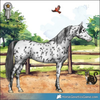 Horse Color:Black Appaloosa Rabicano