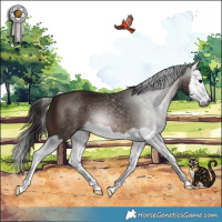 Horse Color:Gray Bay Splash