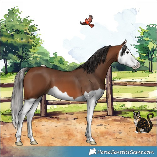 Horse Color:Bay Splash 