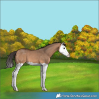 Horse Color:Bay Dun Splash 
