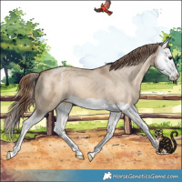 Horse Color:Bay Dun Splash Varnish