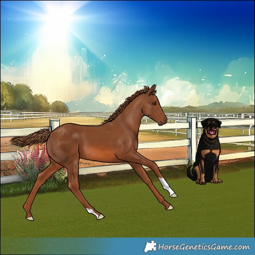 Horse Color:Chestnut 