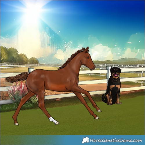 Horse Color:Chestnut 