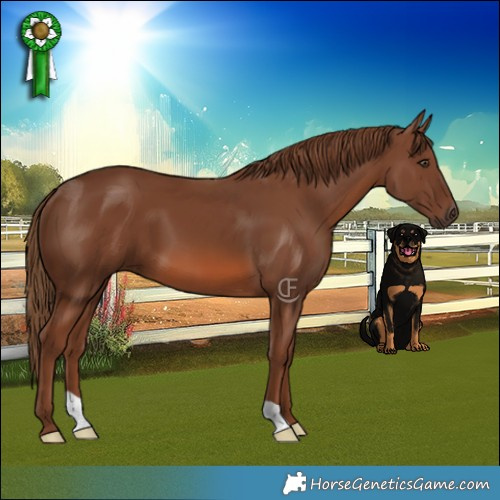 Horse Color:Chestnut 
