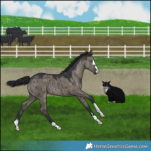 Horse Color:Grullo Brindle 