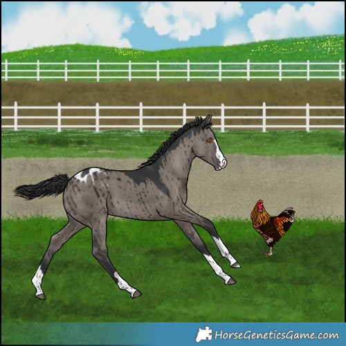 Horse Color:Grullo Appaloosa Brindle 