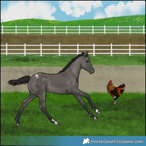 Horse Color:Grullo Varnish Brindle 