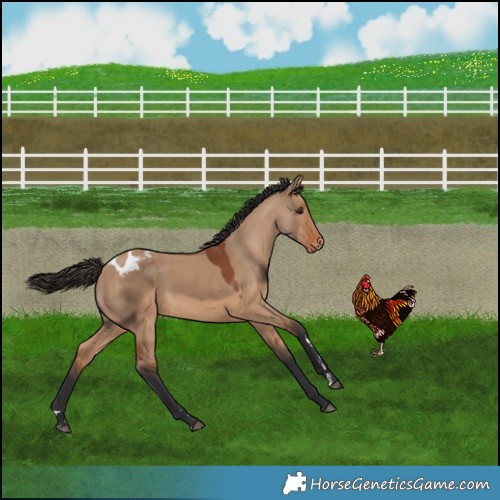 Horse Color:Bay Dun Appaloosa 