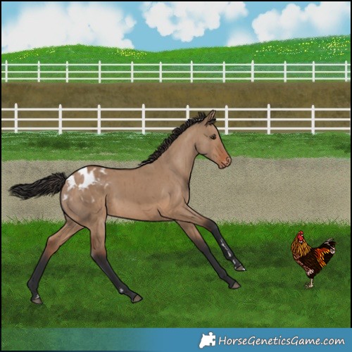 Horse Color:Brown Dun Appaloosa Brindle 