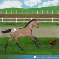 Horse Color:Brown Dun Blanket Brindle