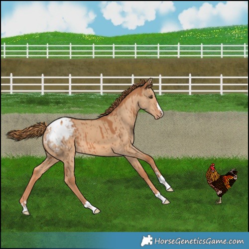 Horse Color:Red Dun Snowcap Brindle 