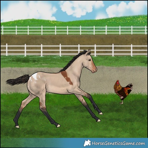 Horse Color:Bay Dun Appaloosa 