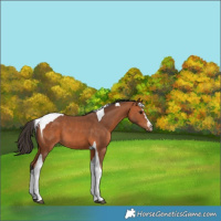 Horse Color:Bay Tobiano 