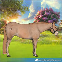 Horse Color:Chestnut Appaloosa 