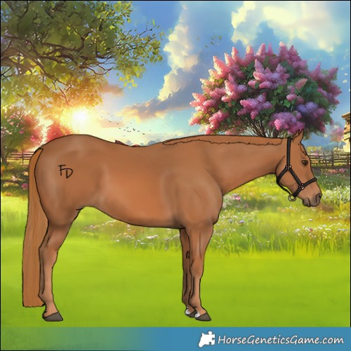 Horse Color:Chestnut 