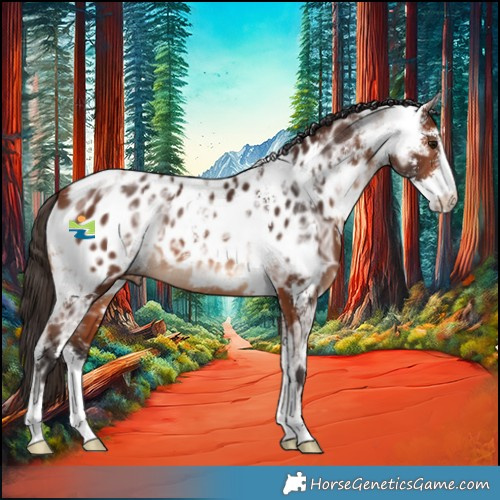 Horse Color:Bay Ice Sabino Near Leopard 