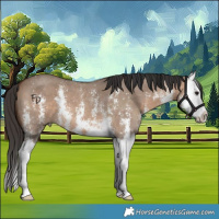 Horse Color:Bay Dun Sabino Splash 