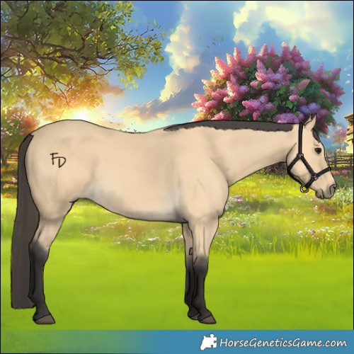 Horse Color:Buckskin 