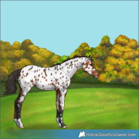 Horse Color:Bay Appaloosa 