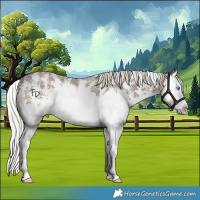 Horse Color:Silver Grullo Sabino Splash Rabicano 