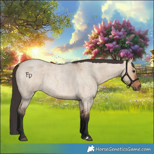 Horse Color:Bay Roan Dun 