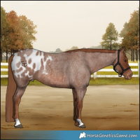 Horse Color:Red Roan Blanket 