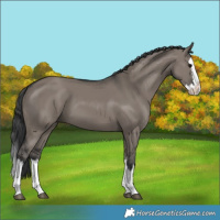 Horse Color:Grullo Splash 