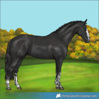 Horse Color:Black  and Smoky Black 