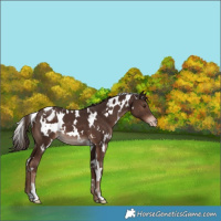 Horse Color:White Spotted Liver Chestnut Appaloosa 