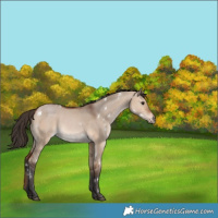 Horse Color:White Spotted Bay Dun