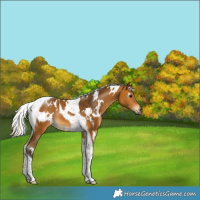 Horse Color:Gray White Spotted Silver Buckskin Tobiano 
