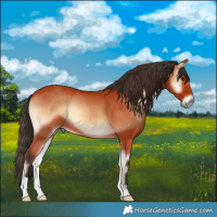 Horse Color:Bay Onyx 